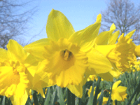 Spring Daffodil
